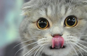 猫挠出血不打针有事吗？