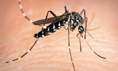 登革热有什么症状？附症状特征、治疗建议