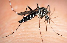 登革热有什么症状？附症状特征、治疗建议