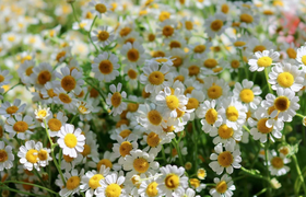 洋甘菊的功效与作用 洋甘菊有什么作用
