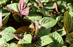 紫苏叶的功效作用