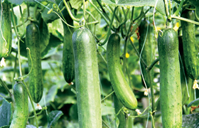 食用黄瓜的十大禁忌