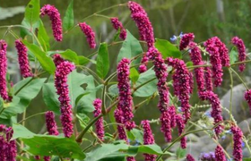 水红花子的作用和功效