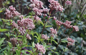 水泽兰是什么，有什么功效?