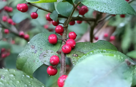 毛冬青的功效与作用