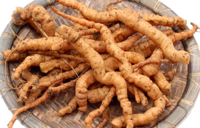 鲜地黄是什么？有什么功效？