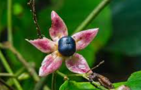 臭梧桐有什么功效?