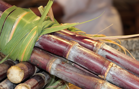 甘蔗上火还是下火