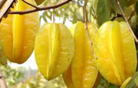 杨桃吃多了对身体好吗