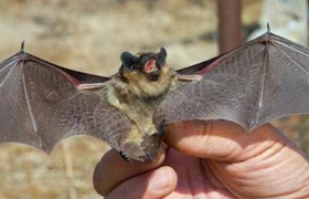 蝙蝠咬人有毒吗