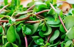 马齿苋的功效与作用_马齿苋的食用禁忌_马齿苋的做法...