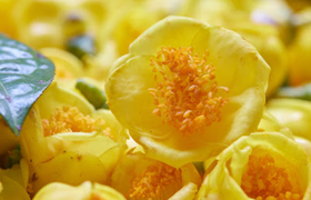 金花茶是什么，有什么作用？