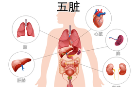 五脏六腑是什么意思