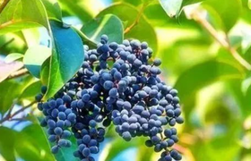 女贞子的功效与作用