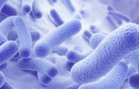 用了复方嗜酸乳杆菌片后什么症状是正常的