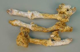 狗肾有什么功效