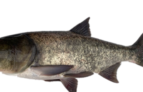 鳙鱼的功效与作用_鳙鱼的食用禁忌_鳙鱼的做法