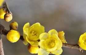 腊梅花的功效与作用_腊梅花的食用禁忌_腊梅花的做法
