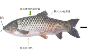 草鱼尾的功效与作用_草鱼尾的食用禁忌_草鱼尾的做法