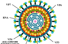 轮状病毒性肠炎,如何轻松应对?