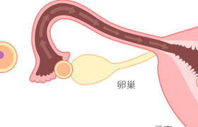 精子进入输卵管了吗?如何知道?
