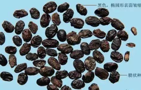 淡豆豉的用途与功效