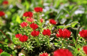 中药红景天的种植注意事项