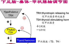 甲功五项查的是什么