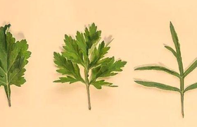 野艾蒿和艾草怎样分别