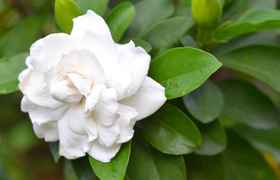 栀子花的功效与作用