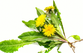 蒲公英对男性性功能的助力