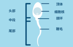 精子质量标准