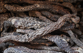 肉苁蓉的功效与作用