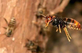 马蜂泡酒作用与功效