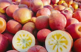 苹果是凉性还是热性