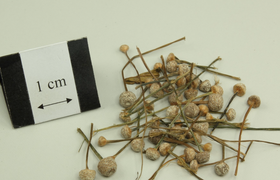 谷精草的作用和功效